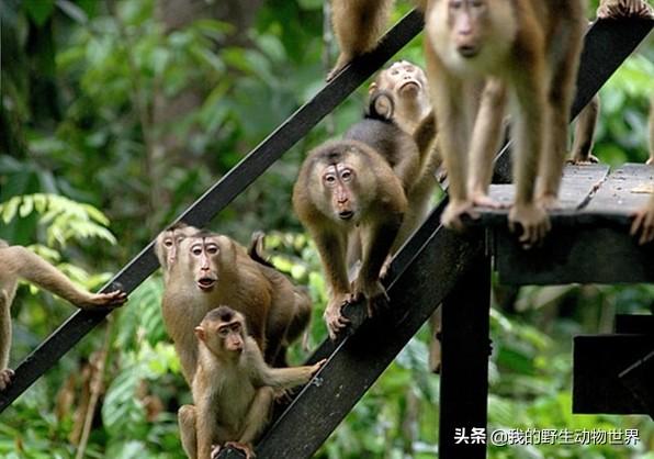 云南一猴子长着猪尾巴,留着平头,一天能摘椰子1000个