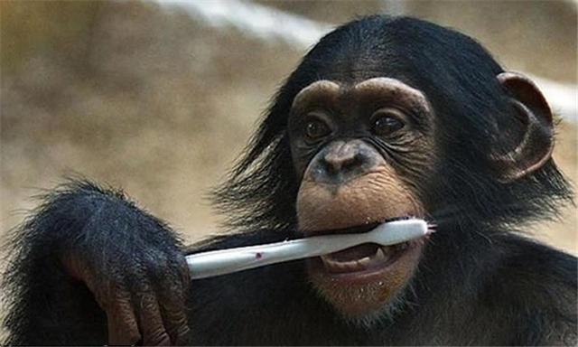 猩猩不但和男子做朋友一起玩电脑游戏甚至还是个神助攻