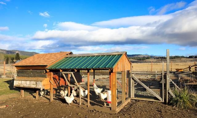 你想自己养鸡吗新手养鸡入门指南1