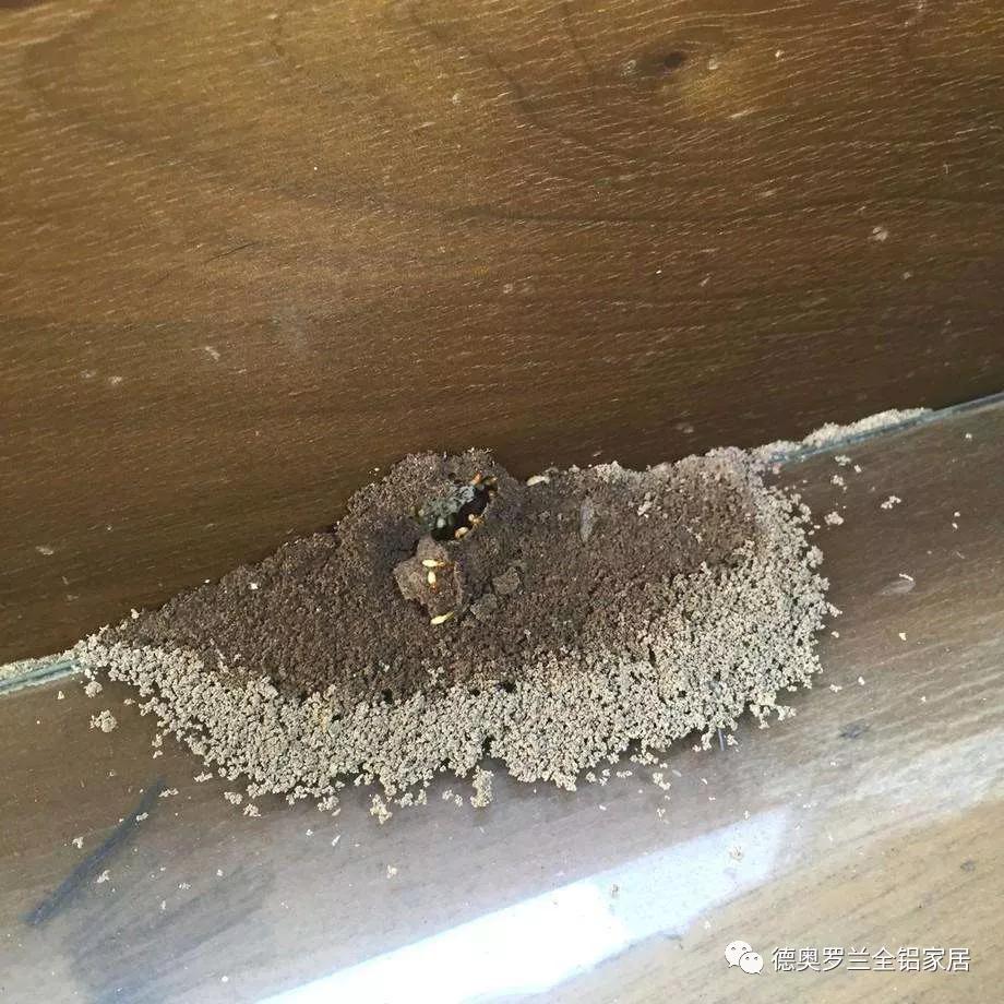 太多了,都不敢开窗和点灯 木制家具也怕它|白蚁|大水|家居_新浪新闻