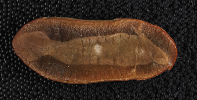 生物|章鱼|化石_新浪新闻