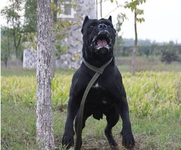 卡斯罗,能成为优秀的现代型护卫犬,是因为它具有这6大优势!