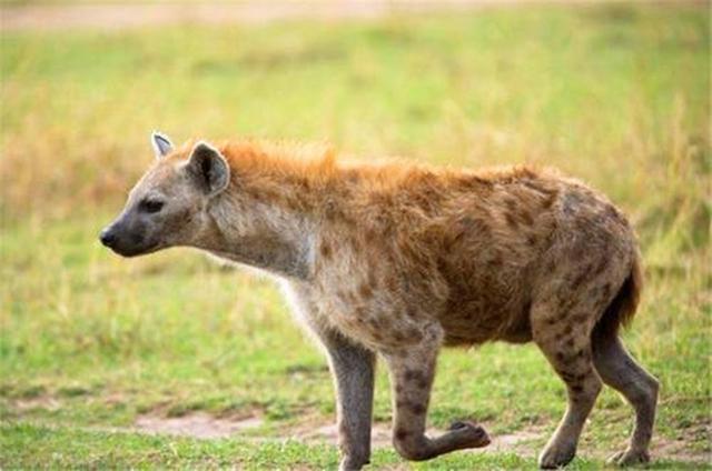 非洲母鬣狗有多厉害?一狗出征养活全家,还能从狮子嘴里抢食