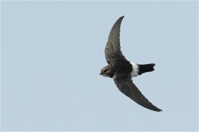 无足鸟有脚吗睡觉的时候也在飞连生宝宝都在空中完成