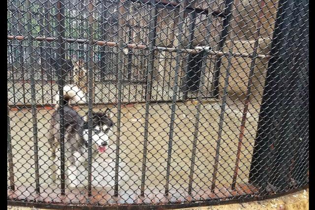 动物园里狼的笼子里竟有一只哈士奇上帝造狼时打的草稿也算