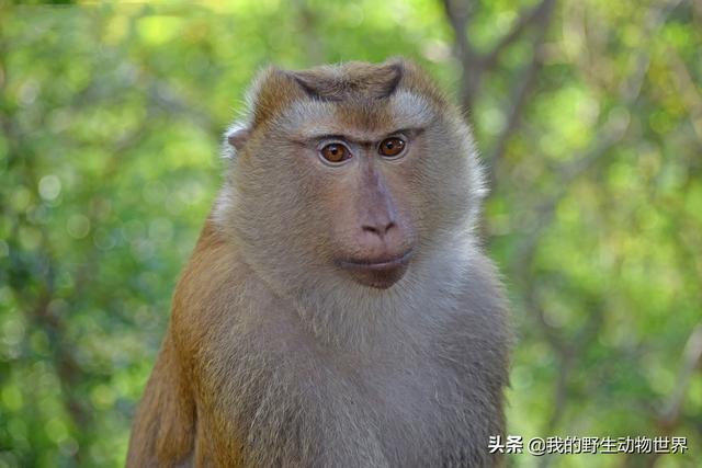 云南一猴子长着猪尾巴,留着平头,一天能摘椰子1000个