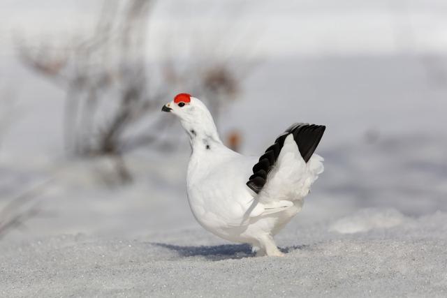 黑龙江的雷鸟,传说中拥有神力的鸟,一年换四套羽毛
