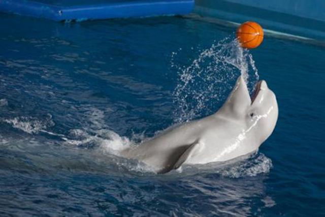 海员想陪白鲸玩耍,没想到扔出一个球后,竟让鲸鱼情绪大变