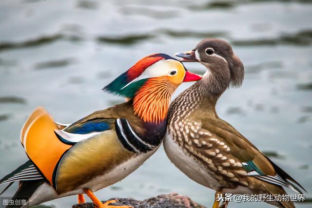 "愿作鸳鸯不羡仙",鸟类的雌雄关系,比娱乐圈还复杂
