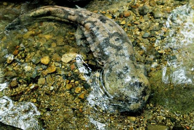 国庆在农村发现一条四只脚的鱼,兴奋抓住后,路人却劝要赶紧放生|鱼|农