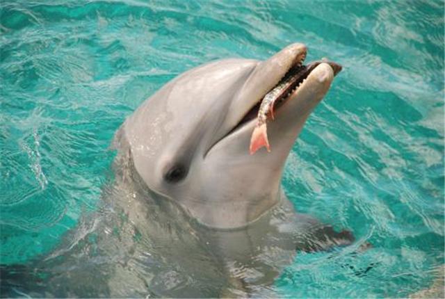 海豚模仿人类追求伴侣,叼了条鱼游到海鸥面前,却把它惹毛了?