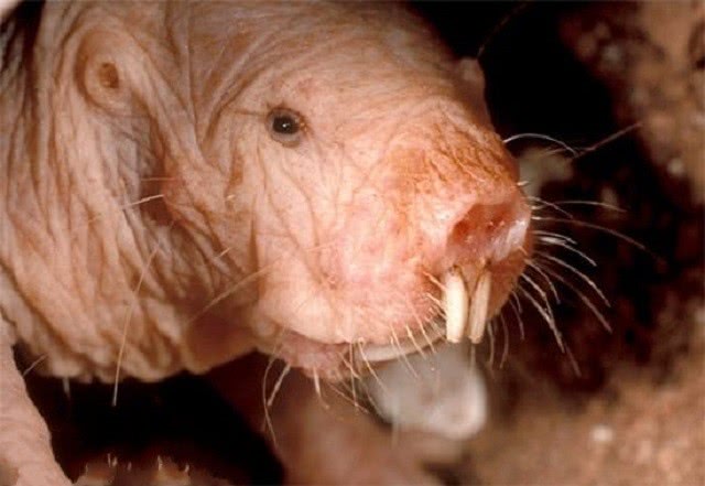 切尔诺贝利核泄漏,变成"鬼城"后,真存在汽车一样大的老鼠吗?