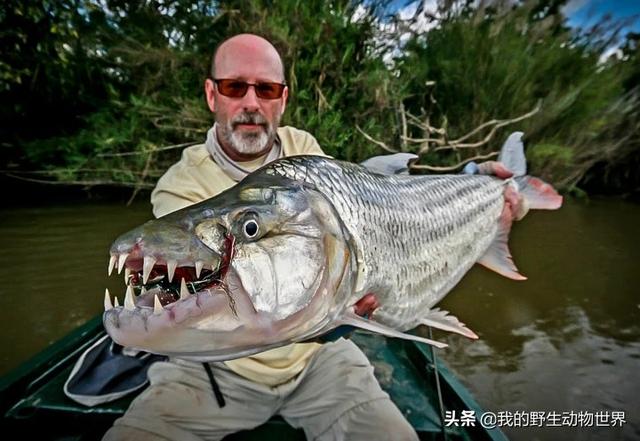 非洲一巨型食人鱼15米长57公斤重能够猎杀鳄鱼