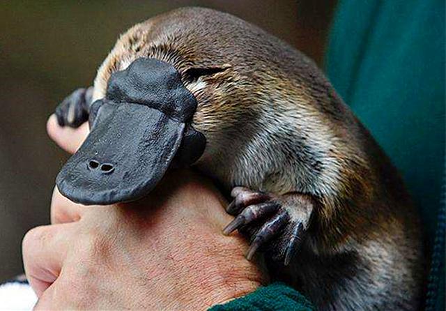 鸭嘴兽看似可爱,身上却藏有保命暗器,可别轻易惹毛了它们