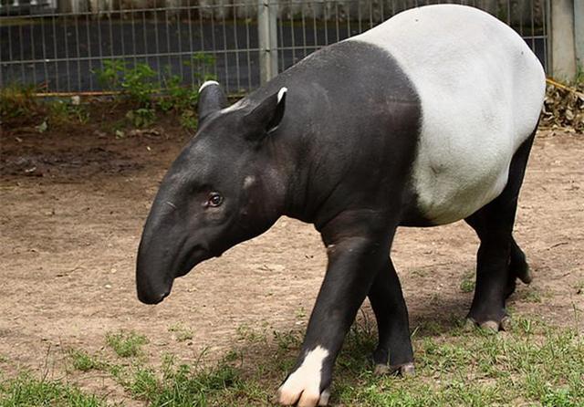森林中出现食梦兽,不仅和熊猫一样只有黑白两色,还