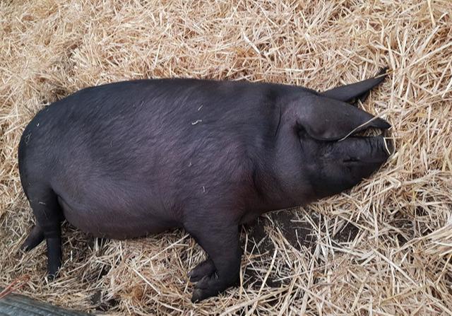 农场中出现滚山猪身材像气球走路全靠滚动