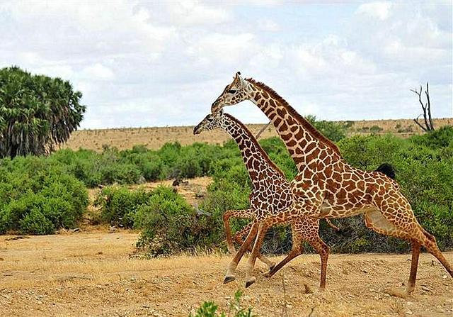长颈鹿的叫声是怎样的声音如牛的它竟被古人误认为是麒麟