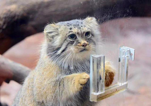 相貌凶悍的兔狲,遇上天敌只能靠皮毛隐藏自己