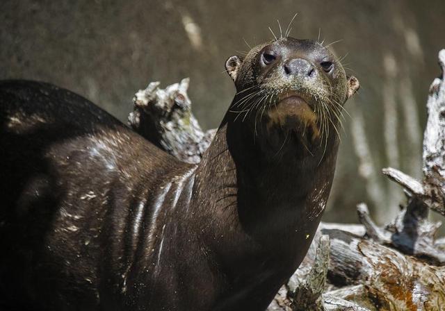 南美的"河狼"个头小巧,却能与鳄抗衡,甚至还能吃掉鳄鱼的尾巴