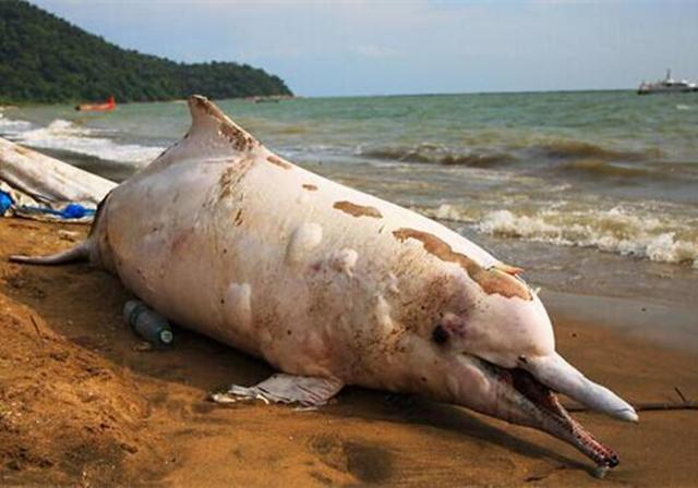 白海豚身陷泥潭暴晒6小时后终于被人捞起可海豚却不停地挣扎