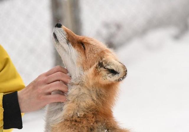 狐狸抱着院子主人的大腿求投喂,看到食物后,它却瞬间变脸了