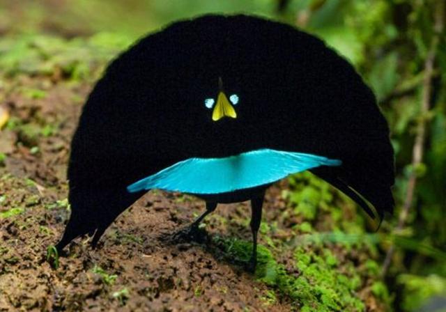 它们曾因美丽而被捕捉,50000只野生极乐鸟美丽的羽毛成了装饰品|天堂|