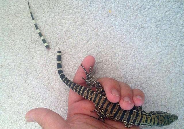 蜥蜴断尾只是为了求生?未必,还可能是通过吃尾巴来补钙