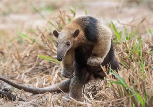 美洲生活着一种食蚁兽舌头长达60厘米每天可舔食35000只蚂蚁