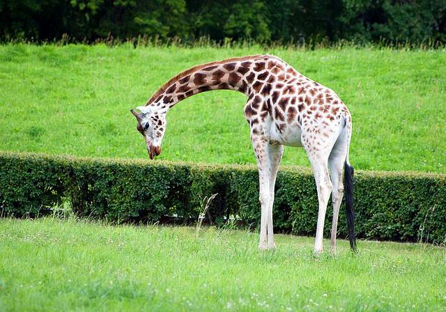 长颈鹿的叫声是怎样的声音如牛的它竟被古人误认为是麒麟