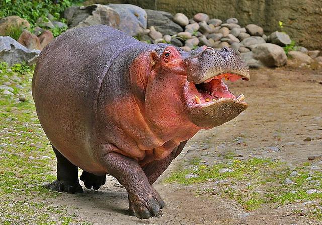 河马的汗竟是红的不仅能防蚊虫还具有其他令人羡慕的作用