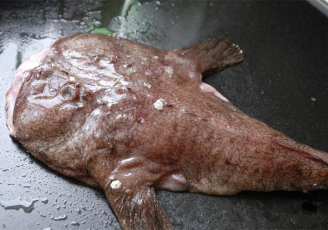 海洋里的鮟鱇鱼,长相虽然丑陋吓人,但端上饭桌的它鲜嫩肥美