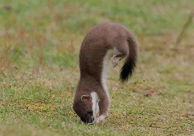 与天敌和平共处白鼬上演触电式舞蹈引来兔子共舞
