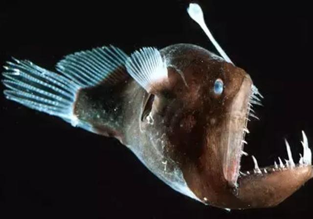 即便鮟鱇鱼的肉很鲜美,但我还是想说,在我们捕食鮟