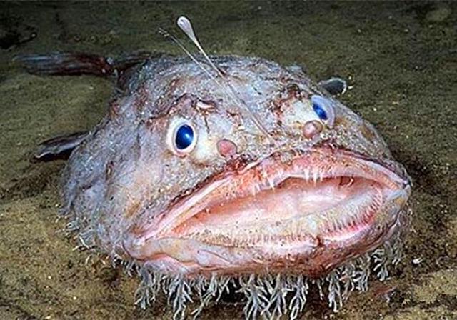 海洋里的鮟鱇鱼,长相虽然丑陋吓人,但端上饭桌的它鲜嫩肥美