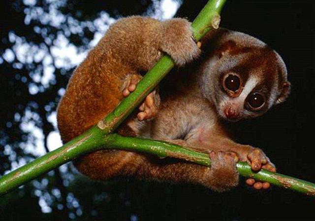 懒猴,唯一能喷射毒液的灵长类动物,却在人类面前举起投降的双手