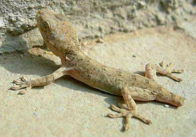 蜥蜴断尾只是为了求生?未必,还可能是通过吃尾巴来补钙