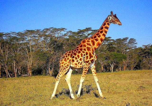 长颈鹿的叫声是怎样的声音如牛的它竟被古人误认为是麒麟