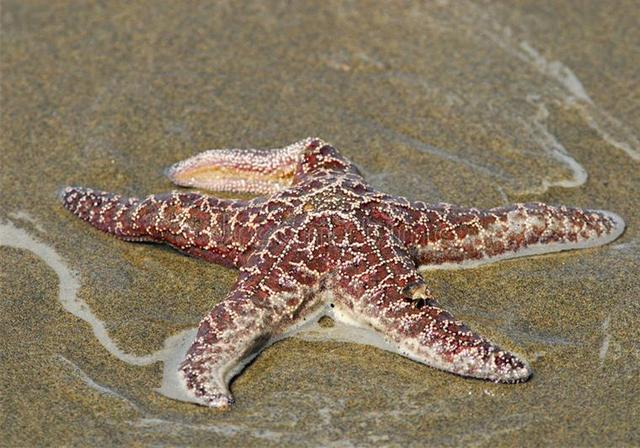 海星也有眼睛但五彩斑斓的它事实上却无法区分色彩