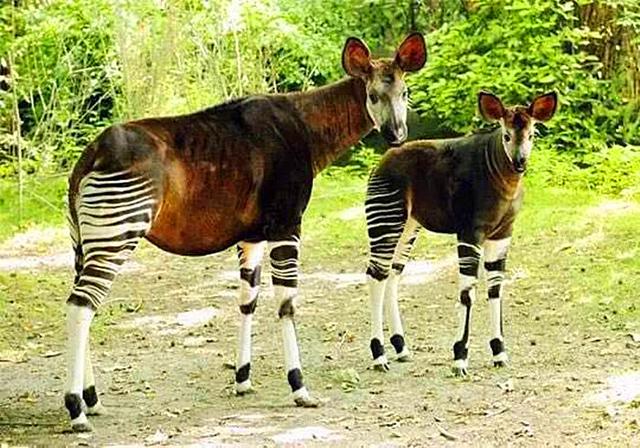 那么衍生出鹿蜀拥有一条红色的尾巴也就不为过了,而霍加狓的叫声是否