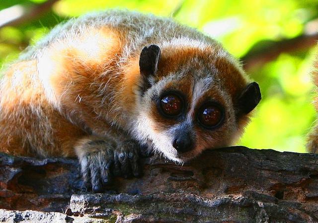 懒猴,唯一能喷射毒液的灵长类动物,却在人类面前举起投降的双手