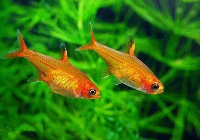 模样就是普通小鱼,张嘴却吐出一口蓝焰|火鱼|喷火|虫_新浪新闻