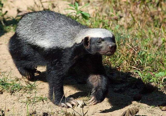 蜜獾是蛇的天敌?并非如此,吞食眼镜蛇靠的是独特的身体构造