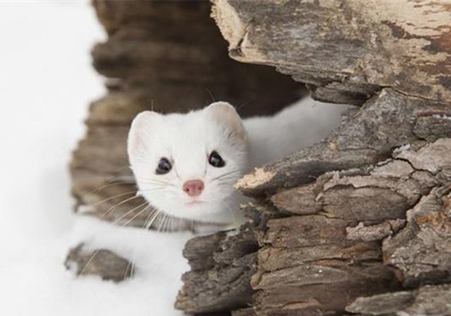 与天敌和平共处白鼬上演触电式舞蹈引来兔子共舞