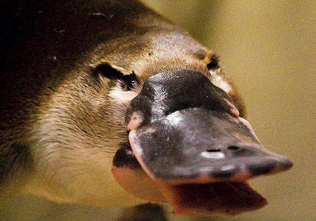鸭嘴兽看似可爱,身上却藏有保命暗器,可别轻易惹毛了它们