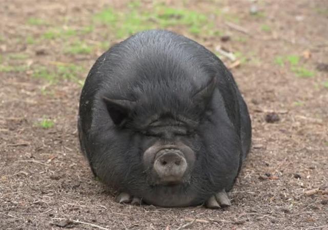 农场中出现滚山猪身材像气球走路全靠滚动