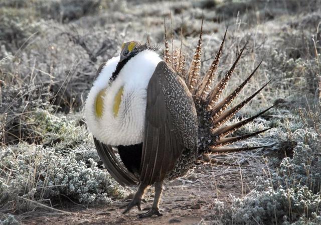 北美洲最大的松鸡身上长着的健康码是它们会变色的安全气囊