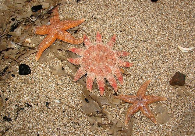 海星也有眼睛但五彩斑斓的它事实上却无法区分色彩