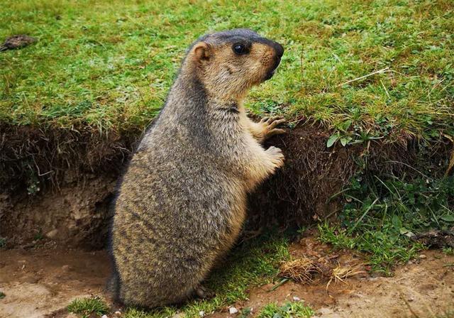 土拨鼠是什么动物?凭借八根手指在地下打洞,甚至可以把草原打穿
