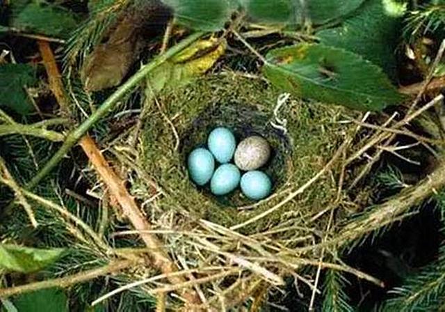 辟谣,杜鹃鸟都爱鸠占鹊巢?并非如此,大多数仍是自己抚育后代