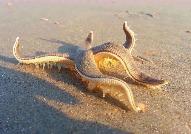 海星也有眼睛但五彩斑斓的它事实上却无法区分色彩